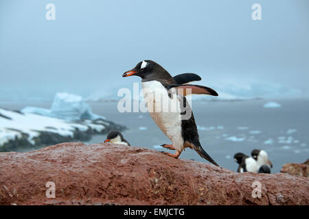 Gentoo pingouin exerçant son caillou dans la péninsule Antarctique bec Peterman Island Antartica Banque D'Images