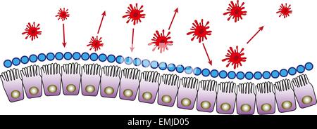 Les cellules de l'immunité muqueuse intestinale vector illustration médicale Illustration de Vecteur