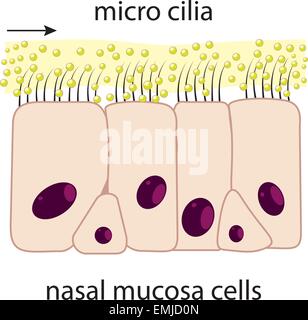 Les cellules muqueuses nasales et micro système vecteur cils Illustration de Vecteur