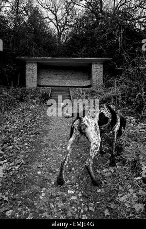 Vue arrière du chien SGP Banque D'Images