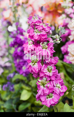 Matthiola. Sur l'affichage des stocks parfumés colorés. Banque D'Images