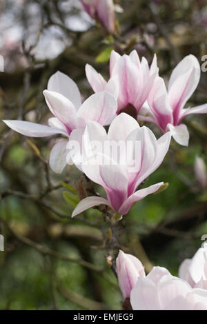 Fleur de Magnolia au printemps. Banque D'Images