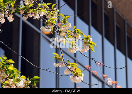 Aberystwyth, Pays de Galles, Royaume-Uni. 21 avril, 2015. Météo France : Blossom laden arbres hors Aberystwyth Arts Centre, Ceredigion, pays de Galles, Royaume-Uni. Crédit : John Gilbey/Alamy Live News Banque D'Images
