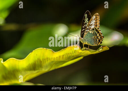 Papillon vert portant sur une feuille verte Banque D'Images