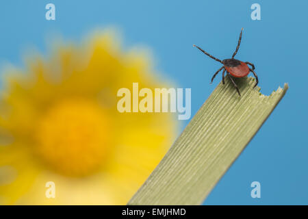 Le ricin tique (Ixodes ricinus) Banque D'Images