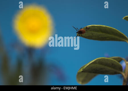 Le ricin tique (Ixodes ricinus) Banque D'Images