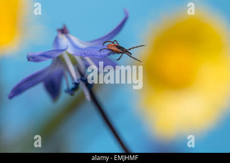 Le ricin tique (Ixodes ricinus) Banque D'Images