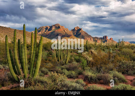 Dernière lumière sur l'ajo montagnes qui longe la frontière sud de l'Arizona en tuyau d'Organe National Monument et le désert de Sonora. Banque D'Images