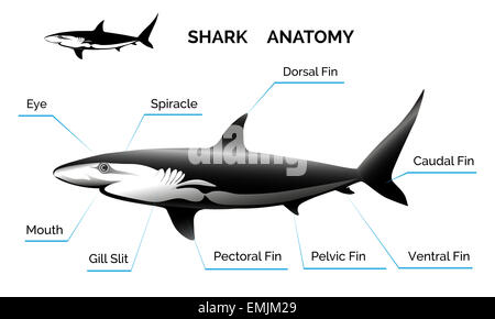 Anatomie du requin Banque D'Images