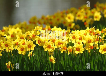 Bouquet de jonquilles, narcisses (Narcissus) dans un parc Banque D'Images