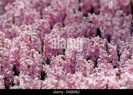 Jacinthe rose (Hyacinthus orientalis) Banque D'Images