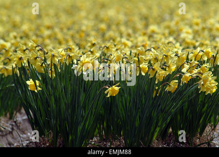 Bouquet de jonquilles, narcisses (Narcissus) dans un parc Banque D'Images