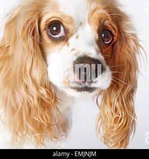 Oie - Un Cocker Anglais Cavalier King Charles Spaniel mix Banque D'Images