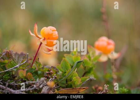 Mûres des mûres (Rubus chamaemorus), Troms, Norvège Banque D'Images