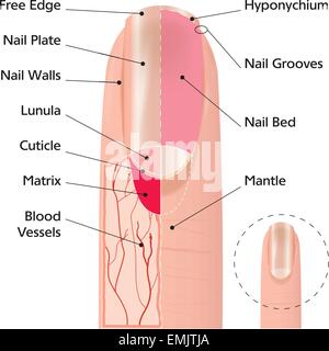 Des droits de l'illustration médicale structure ongle Illustration de Vecteur