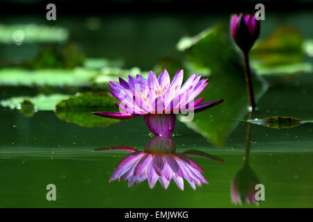 Nénuphar violet avec réflexion Banque D'Images