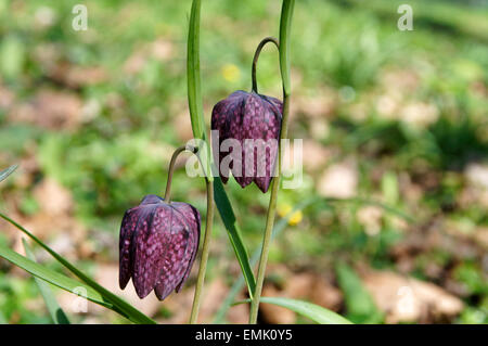 Tête de serpents Fritillary fleur, Bute Park, Cardiff, Pays de Galles. Banque D'Images