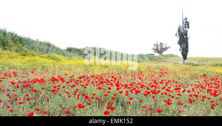 Wild pavot rouge et blanc fleurs daisy dans le pré. Banque D'Images