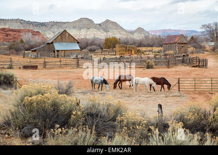 Ferme avec quatre chevaux dans le sud-ouest de l'Utah Banque D'Images