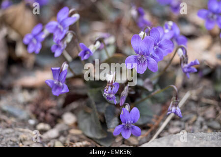 Viola labradorica chien chien Américain Alpine violet violet violet violet, chien labrador Banque D'Images