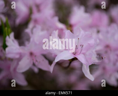 Fleur Rhododendron rose pâle close up Banque D'Images