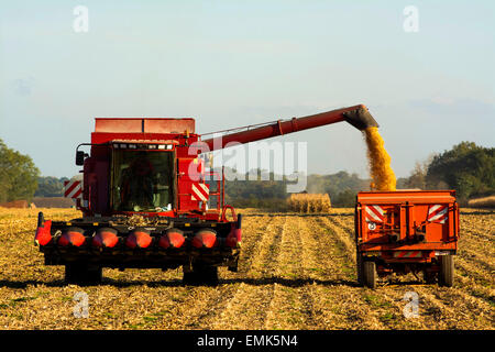 Moissonneuse batteuse en action sur le terrain, dont la récolte de maïs, la Limagne, Auvergne, France Banque D'Images
