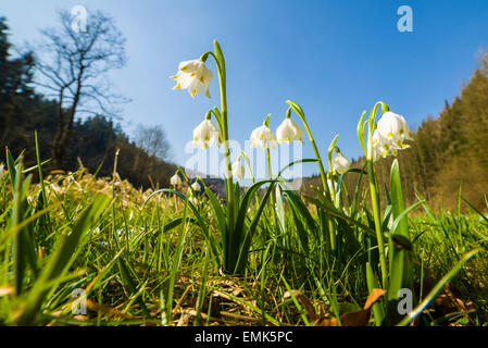 Flocons de printemps Leucojum vernum) (dans un pré en fleurs, Allemagne Banque D'Images