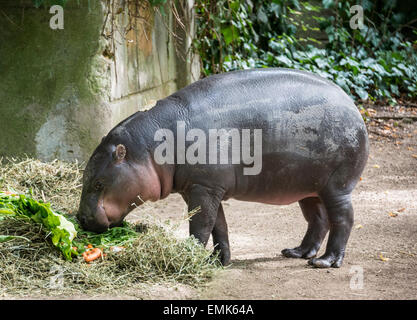 (Hippopotame pygmée Choeropsis liberiensis, Hexaprotodon liberiensis), l'alimentation, zoo, Rome, Italie Banque D'Images