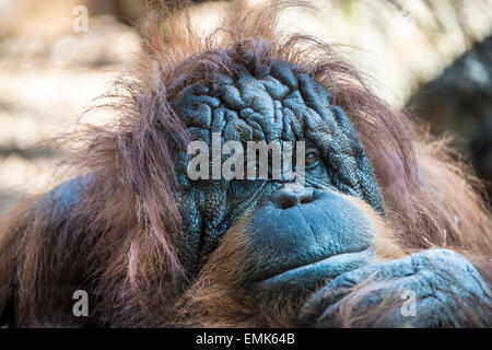 Orang-outan (Pongo), femelle adulte, à la zoo, réfléchie, Rome, Italie Banque D'Images