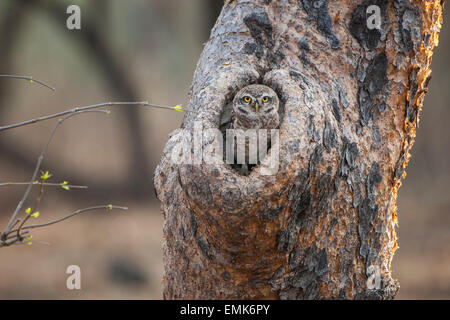 Spotted Owlet (Athene brama) dans le trou d'arbre, Sasan-Gir, Gir Forest National Park, Gujarat, Inde Banque D'Images