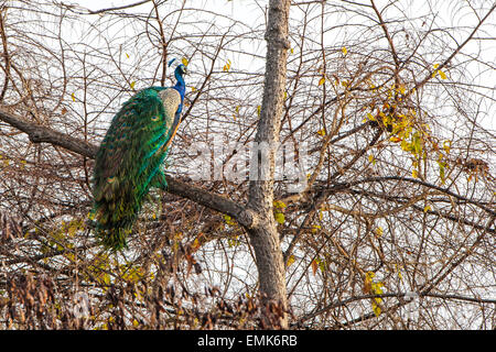 Pavo cristatus (paons indiens), mâle adulte sur un arbre, Sasan-Gir, Gir Forest National Park, Gujarat, Inde Banque D'Images