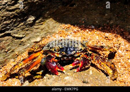 Araignée de mer (Neosarmatium meinerti) sur un rocher, Baie de Soulou, Mayotte, Comores, France Banque D'Images