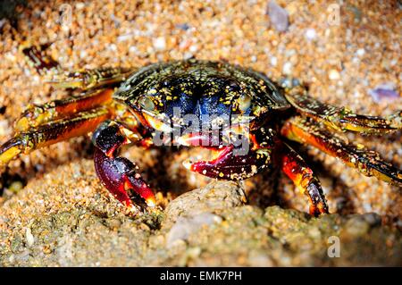 Araignée de mer (Neosarmatium meinerti) sur un rocher, Baie de Soulou, Mayotte, Comores, France Banque D'Images