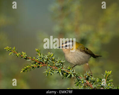 Regulus ignicapilla firecrest (commune), Rhénanie-Palatinat, Allemagne Banque D'Images