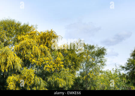 Mimosas (Acacia, wattle) dans la saison du printemps en Sicile, Italie Banque D'Images