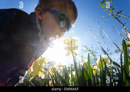 Thornton, West Yorkshire. 22 avr, 2015. Nicholas Tidswell-Thompson (4) Inspection des jonquilles dans le soleil du printemps. Credit : West Yorkshire Images/Alamy Live News Banque D'Images