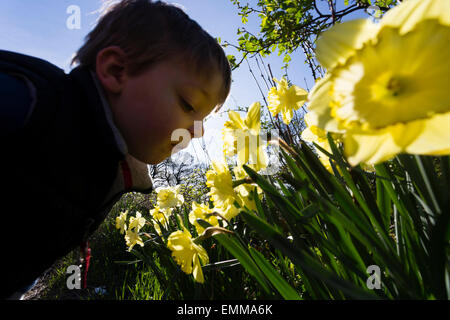 Thornton, West Yorkshire. 22 avr, 2015. Nicholas Tidswell-Thompson (4) Inspection des jonquilles dans le soleil du printemps. Credit : West Yorkshire Images/Alamy Live News Banque D'Images