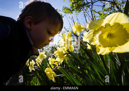 Thornton, West Yorkshire. 22 avr, 2015. Nicholas Tidswell-Thompson (4) Inspection des jonquilles dans le soleil du printemps. Credit : West Yorkshire Images/Alamy Live News Banque D'Images