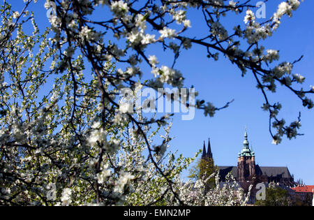 Le Château de Prague vue depuis la colline de Petrin, en fleurs printemps romantique, Printemps de Prague, République Tchèque Banque D'Images