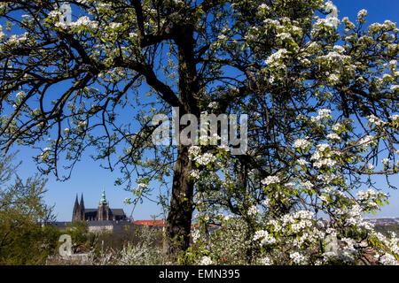 Vue sur le château de Prague à partir de la colline de Petrin, en fleurs printemps romantique, printemps de Prague, République Tchèque Banque D'Images