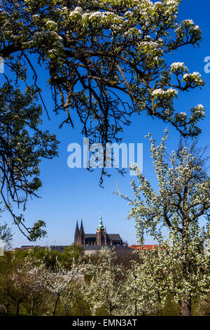 Vue sur le château de Prague à partir de la colline de Petrin, en fleurs printemps romantique, Prague, République Tchèque Banque D'Images