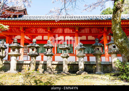 Rangée de lanternes en pierre du socle, ishi-doro, à l'extérieur de la principale vermillon et green hall du Kasuga Taisha Temple de Nara, au Japon. Ciel bleu au-dessus. Banque D'Images