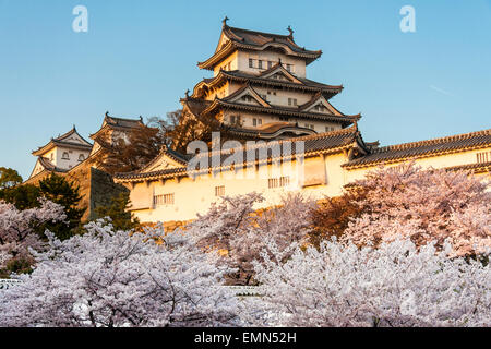 L'attraction touristique du château de Himeji au Japon. Voir l'heure d'or juste avant le coucher du soleil du donjon dominant les murs intérieurs et les cerisiers en fleurs en premier plan. Banque D'Images