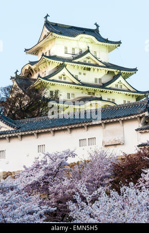 L'attraction touristique du château de Himeji au Japon. Blue Hour voir juste après le coucher du soleil du donjon dominant les murs intérieurs et les cerisiers en fleurs en premier plan. Banque D'Images