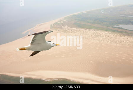 Vue aérienne de mouette volant au-dessus des Pays-Bas dans la plage Banque D'Images