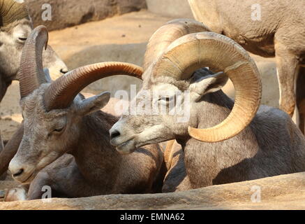 Close-up d'un troupeau de mouflons (Ovis canadensis) Banque D'Images