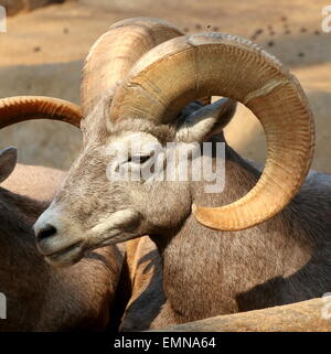 Homme des mouflons (Ovis canadensis) Banque D'Images