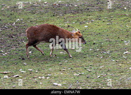 Préfet asiatiques masculins (Muntiacus reevesi cerf muntjac) marche, vu de profil Banque D'Images