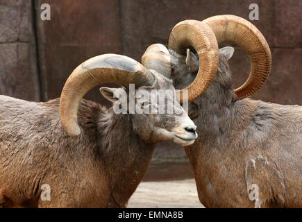 Deux hommes matures bighorn (Ovis canadensis), vu de profil Banque D'Images