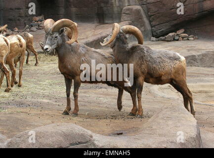 Deux hommes bighorn (Ovis canadensis) et quelques brebis Banque D'Images